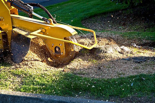 Professional Tree Services in Elm Grove, WI