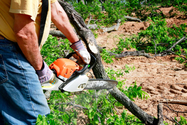 How Our Tree Care Process Works  in  Elm Grove, WI